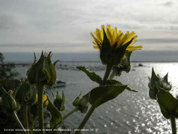 Picris echioides