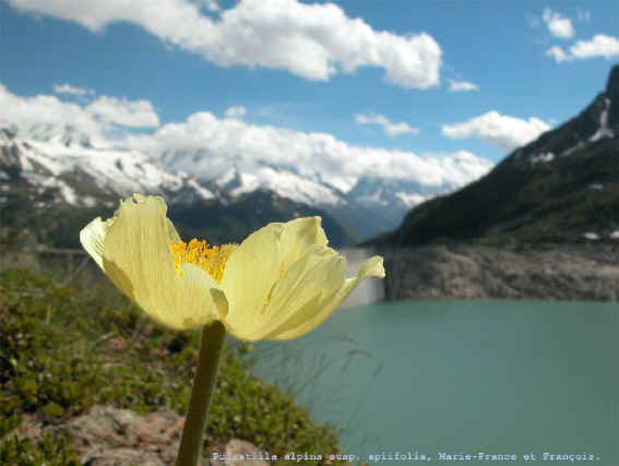 Pulsatilla alpina subsp. alpiifolia