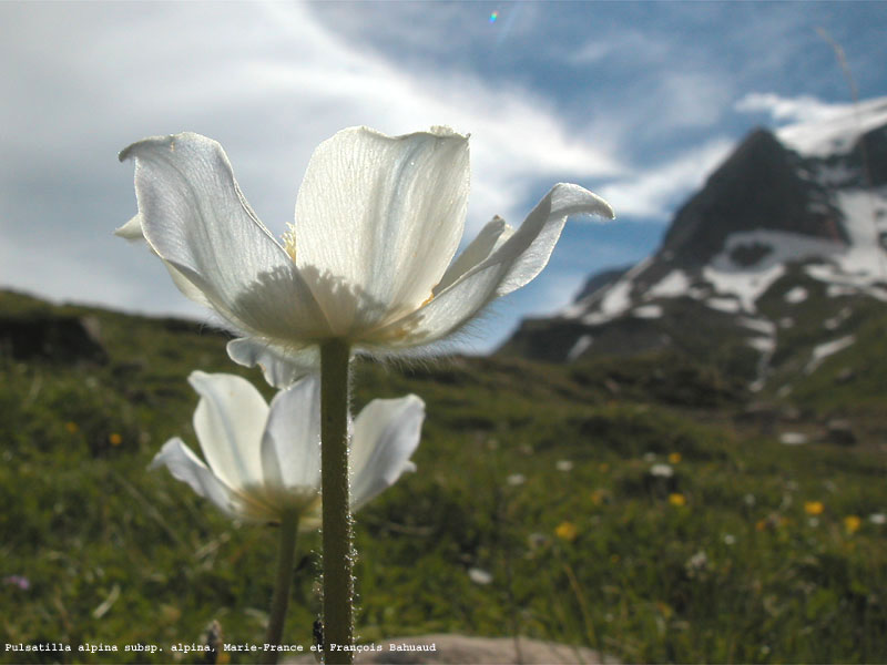 Pulstailla alpina