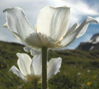 Pulstailla alpina