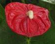 anthurium andraeanum