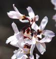 Abeliophyllum distichum