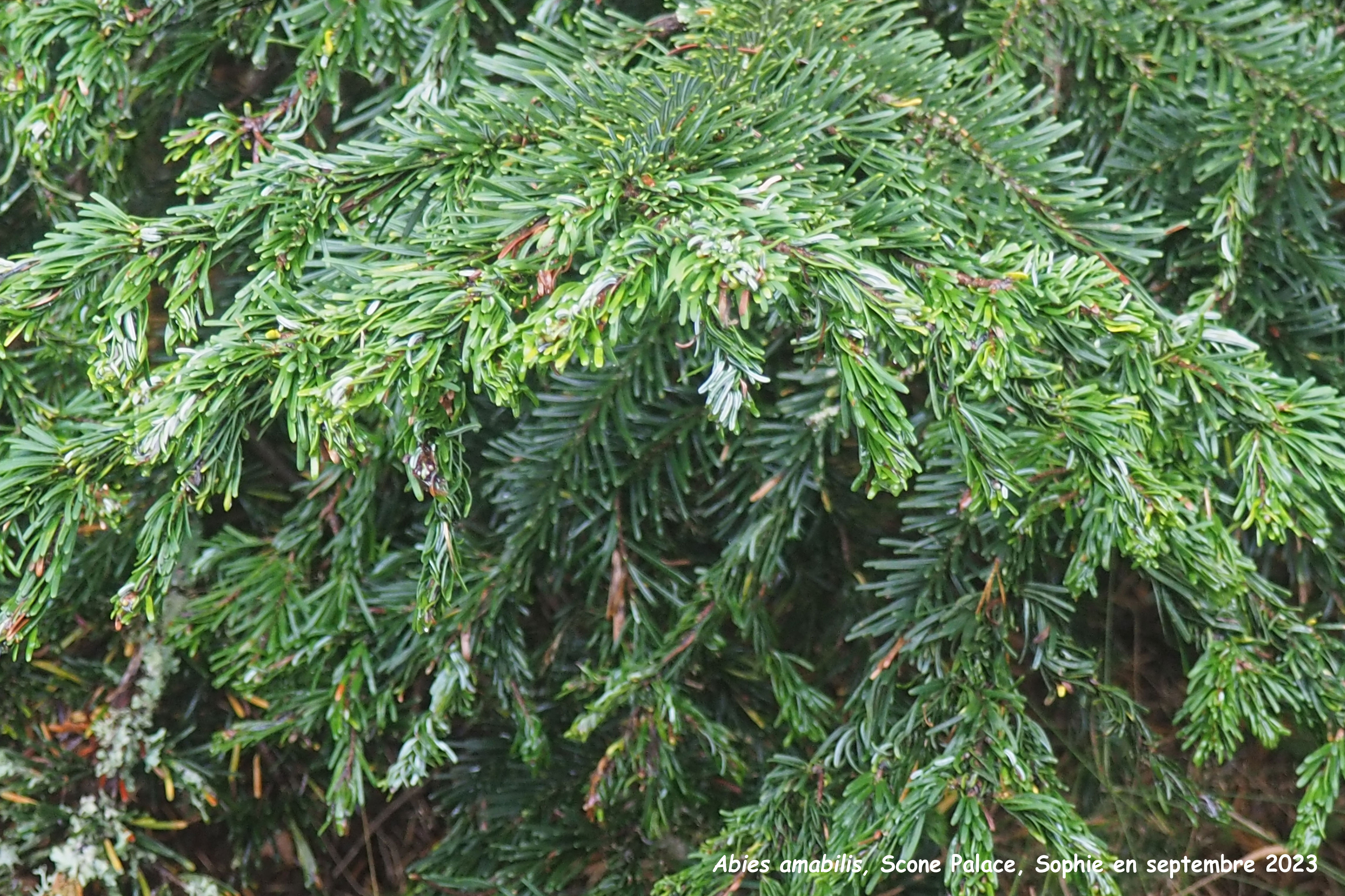 Abies amabilis