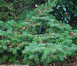 Abies cephalonica 'Greg's Broom'