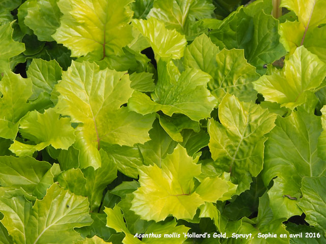 Acanthus mollis 'Hollard's Gold'