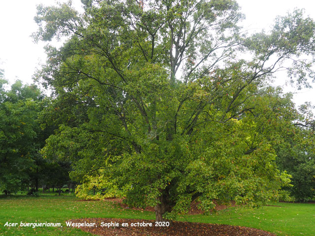 Acer buergerianum