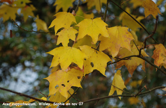 acer cappadocicum