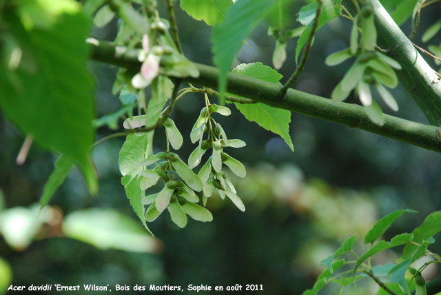 Acer davidii 'Ernest Wilson'