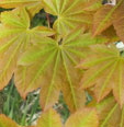 Acer japonicum 'Meigetsu'