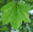 Acer pseudoplatanus 'Leopoldii'