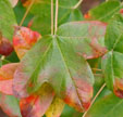 Acer monspessulanum subsp. turcomanicum