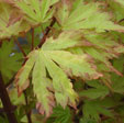 Acer palmatum 'Anne Irene'