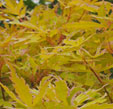 Acer palmatum 'Arjos1'