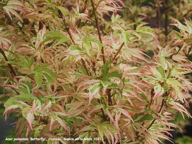 Acer palmatum 'Butterfly'