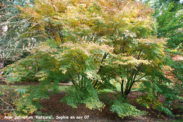 Acer palmatum 'Katsura'