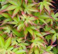 Acer palmatum 'Murasaki-kiyohime'