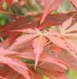 Acer palmatum 'Saint-Jean'