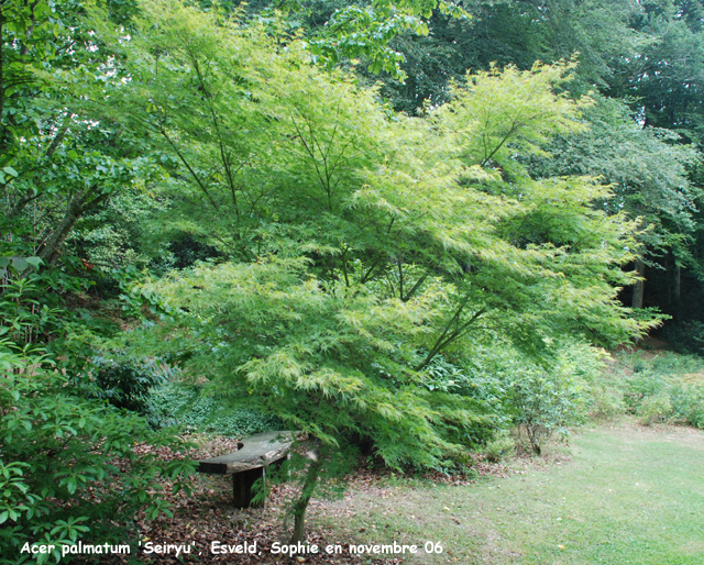 Acer palmatum 'Seiryu'