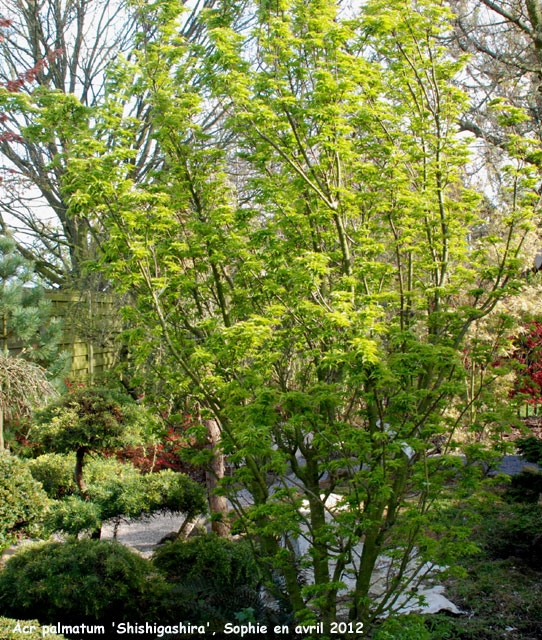 Acer palmatum 'Shishigashira'