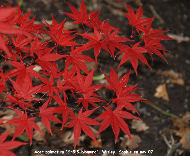 Acer plamatum 'Shôjô-Nomura'