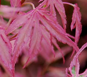 Acer palmatum 'Taylor'