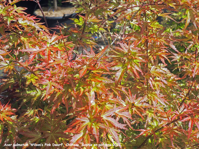 Acer palmatum 'Wilson's Pink Dwarf'