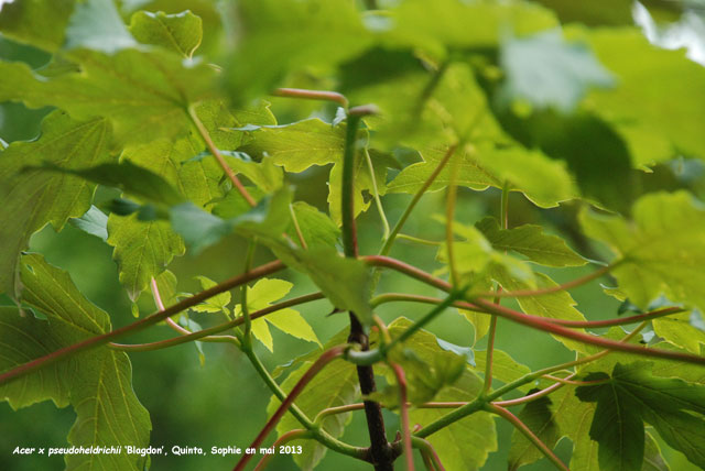 Acer x pseudoheldrichii 'Blagdon'