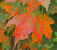 Acer sachharum subsp. leucoderme