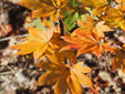 Acer sterculiaceum