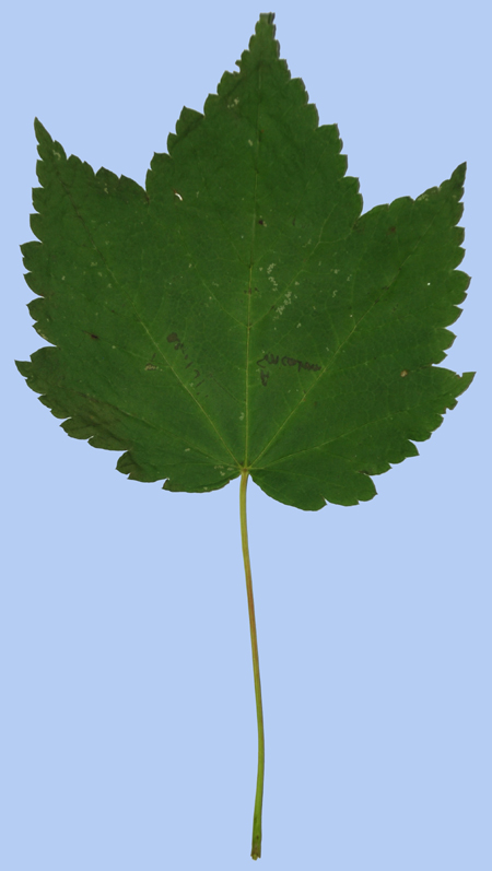 Acer spicatum