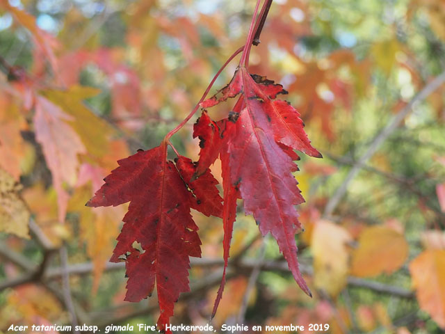 Acer tataricum subsp. ginnala 'Fire'