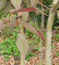 Acer davidii 'Rosalie'