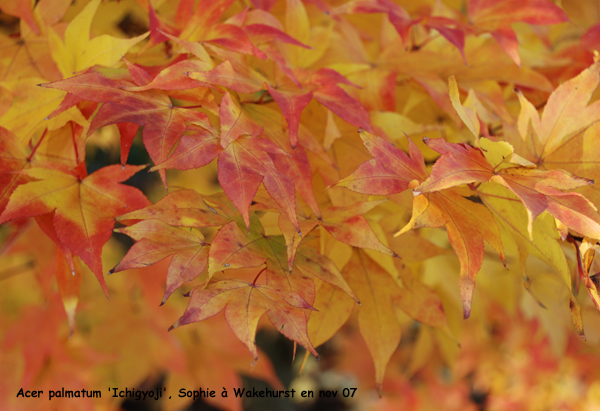 Acer palmatum 'Ichigyoji'