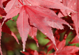 Acer palmatum 'Bloodgood'