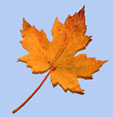 Acer saccharinum