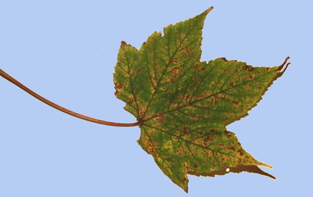 Acer velutinum