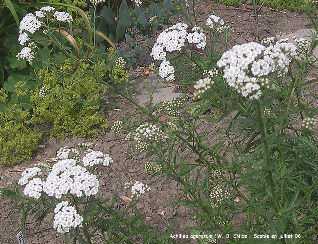 Achillea ageratum 'W.B. Childs'