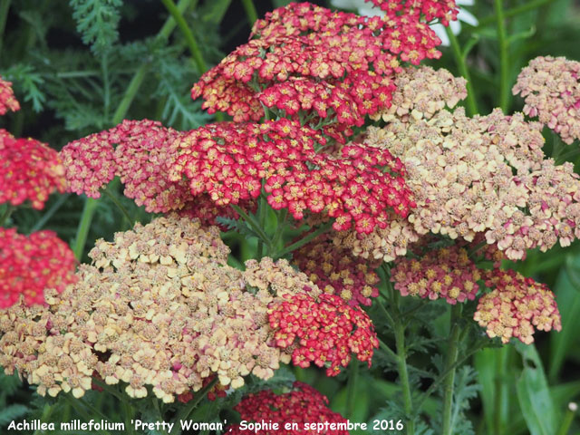 Achillea millefolium 'Pretty Woman'