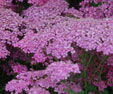 Achillea millefolium 'Peggy Sue''