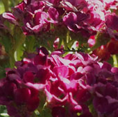 Achillea millefolium 'Pomegranate'