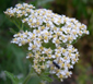 Achillea 'Heinrich Vogeler'