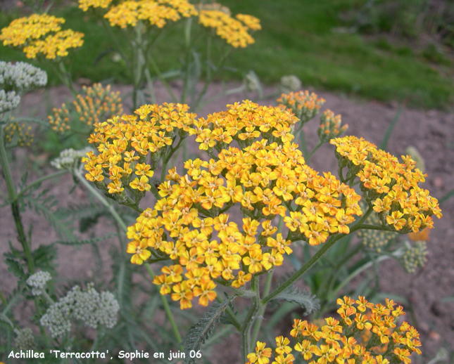 Achillea millefolium 'Terracotta'