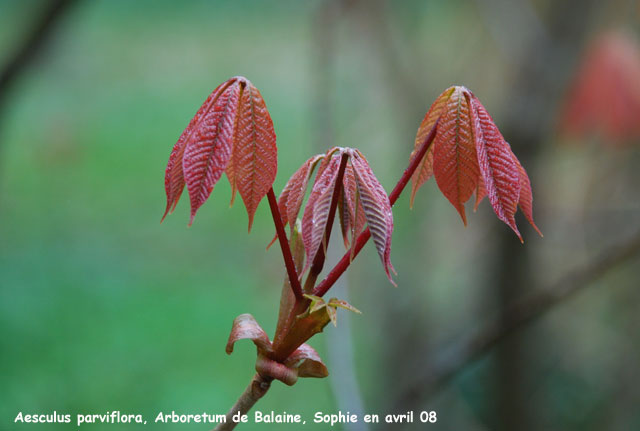 Aesculus parvilfora