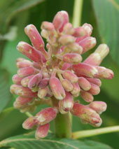 Aesculus pavia 'Rsea Nana'