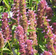 Agastache  'Beelicious Purple'