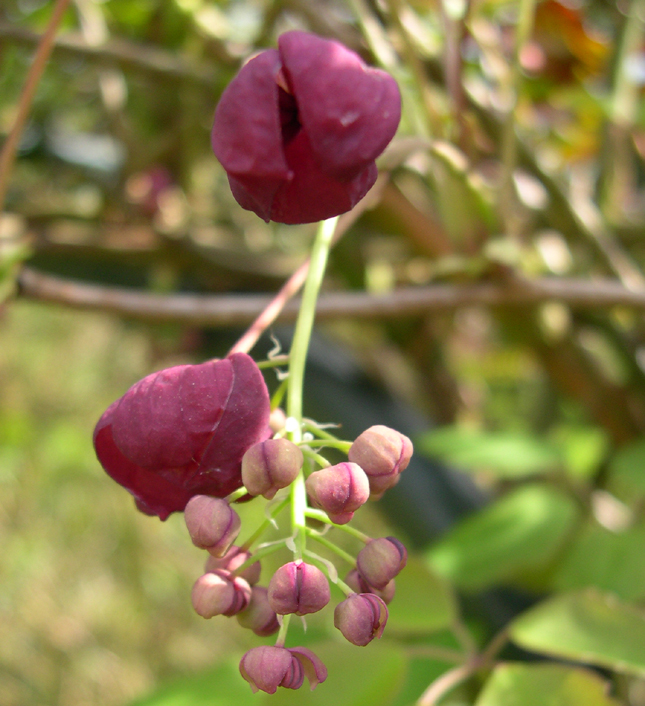 Akebia quinata