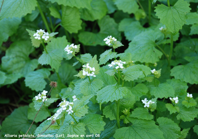 Alliaria petiolata