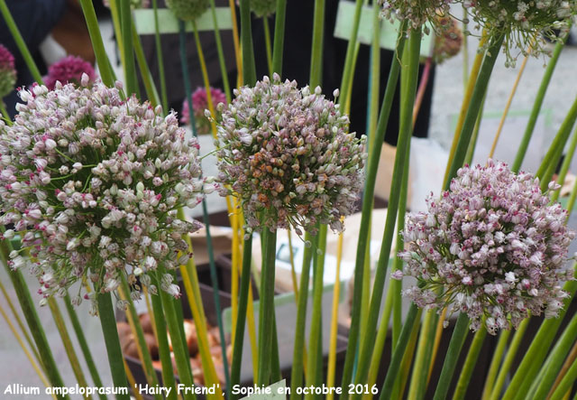 Allium ampeloprasum 'Hairy Friend'