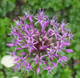 Allium jesdianum 'Shing'