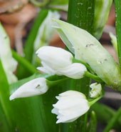 Allium paradoxum var. normale